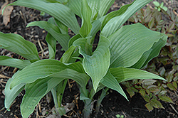 Elvis Lives Hosta (Hosta 'Elvis Lives') at Lakeshore Garden Centres