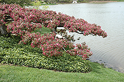 Candied Apple Flowering Crab (Malus 'Candied Apple') at Lakeshore Garden Centres
