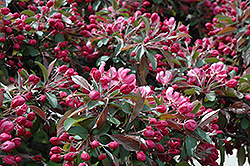 Candied Apple Flowering Crab (Malus 'Candied Apple') at Lakeshore Garden Centres