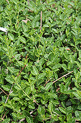 Minimus Wintercreeper (Euonymus fortunei 'Minimus') at Lakeshore Garden Centres