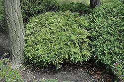 Dwarf Western Arborvitae (Thuja plicata 'Pumila') at Lakeshore Garden Centres