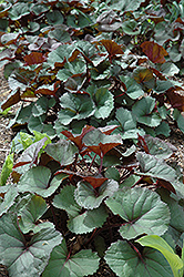 Woerlitzer's Gold Rayflower (Ligularia dentata 'Woerlitzer's Gold') at Lakeshore Garden Centres