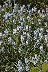 Valerie Finnis Grape Hyacinth (Muscari armeniacum 'Valerie Finnis') at Lakeshore Garden Centres