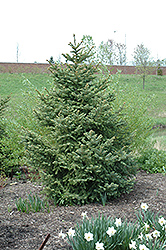 Meyer's Blue Spruce (Picea meyeri) at Lakeshore Garden Centres