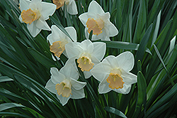 Coquille Daffodil (Narcissus 'Coquille') at Lakeshore Garden Centres