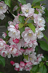 Van Eseltine Flowering Crab (Malus 'Van Eseltine') at Lakeshore Garden Centres