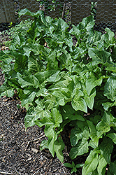 Italian Arum (Arum italicum) at Lakeshore Garden Centres