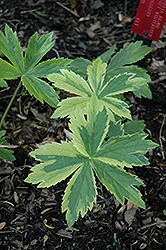Sunningdale Variegated Masterwort (Astrantia major 'Sunningdale Variegated') at Lakeshore Garden Centres