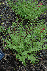 Lady Fern (Athyrium filix-femina 'Veroniae Cristatum') at Lakeshore Garden Centres