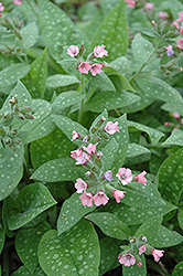 Dordogne Lungwort (Pulmonaria 'Dordogne') at Lakeshore Garden Centres