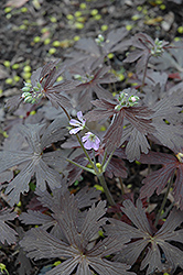 Elizabeth Ann Cranesbill (Geranium maculatum 'Elizabeth Ann') at Lakeshore Garden Centres