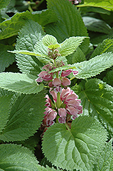 Silva Giant Dead Nettle (Lamium orvala 'Silva') at Lakeshore Garden Centres