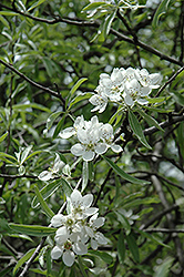 Silver Frost Weeping Willowleaf Pear (Pyrus salicifolia 'Silver Frost') at Lakeshore Garden Centres