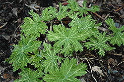 Margaret Wilson Cranesbill (Geranium phaeum 'Margaret Wilson') at Lakeshore Garden Centres