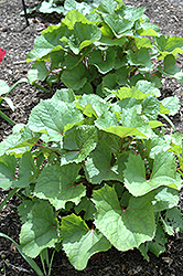 Little Lantern Rayflower (Ligularia 'Little Lantern') at Lakeshore Garden Centres