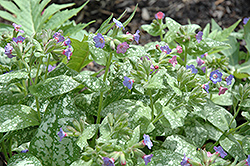 Paul Aden Lungwort (Pulmonaria 'Paul Aden') at Lakeshore Garden Centres