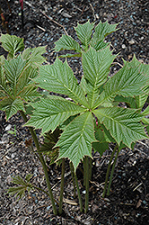 Smaragd Rodgersia (Rodgersia podophylla 'Smaragd') at Lakeshore Garden Centres