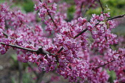 Joy's Pride Redbud (Cercis canadensis 'Morton') at Lakeshore Garden Centres
