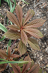 Die Schone Rodgersia (Rodgersia 'Die Schone') at Lakeshore Garden Centres