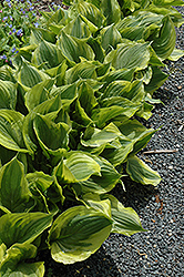Gold Edger Hosta (Hosta 'Gold Edger') at Lakeshore Garden Centres