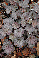 Dolce Mocha Mint Coral Bells (Heuchera 'Mocha Mint') at Lakeshore Garden Centres