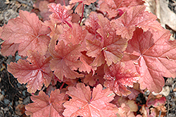 Dolce Peach Melba Bells (Heuchera 'Peach Melba') at Lakeshore Garden Centres