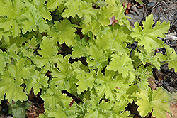 Key Lime Pie Coral Bells (Heuchera 'TNHEU042') at Lakeshore Garden Centres