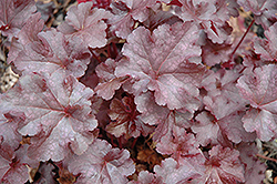 Dolce Licorice Coral Bells (Heuchera 'Licorice') at Lakeshore Garden Centres