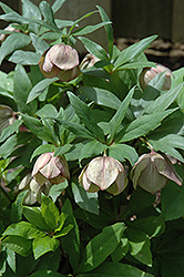 Sopron Hellebore (Helleborus foetidus 'Sopron') at Lakeshore Garden Centres
