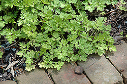 Buttered Popcorn Buttercup (Ranunculus repens 'Buttered Popcorn') at Lakeshore Garden Centres