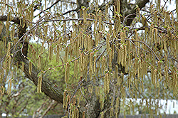 Hop Hornbeam (Ostrya virginiana) at Peter Knippel Garden Centre