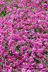 Moss Phlox (Phlox douglasii) at Lakeshore Garden Centres
