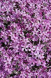 Trailing Phlox (Phlox nivalis) at Lakeshore Garden Centres