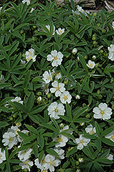 Snow White Cinquefoil (Potentilla alba 'Snow White') at Lakeshore Garden Centres