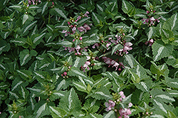 Pink Pearls Spotted Dead Nettle (Lamium maculatum 'Pink Pearls') at Lakeshore Garden Centres