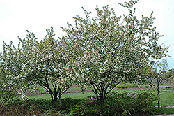 Morning Sun Flowering Crab (Malus 'Morning Sun') at Lakeshore Garden Centres