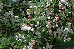 Morning Sun Flowering Crab (Malus 'Morning Sun') at Lakeshore Garden Centres