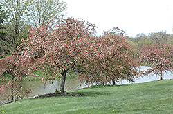 White Cascade Flowering Crab (Malus 'White Cascade') at Lakeshore Garden Centres