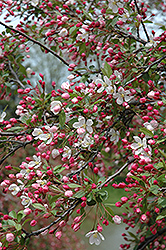 White Cascade Flowering Crab (Malus 'White Cascade') at Lakeshore Garden Centres