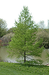 Olga Bay Larch (Larix gmelinii 'var. olgensis') at Lakeshore Garden Centres