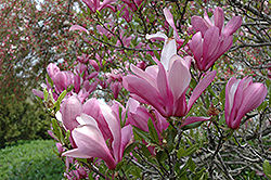 Ann Magnolia (Magnolia 'Ann') at Peter Knippel Garden Centre