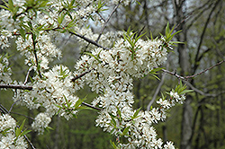 American Plum (Prunus americana) at Lakeshore Garden Centres