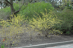 Looymans Gold Weigela (Weigela 'Looymansii Aurea') at Lakeshore Garden Centres