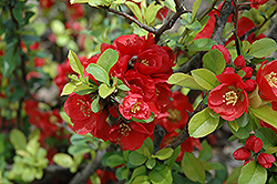 Minerva Flowering Quince (Chaenomeles x clarkiana 'Minerva') at Lakeshore Garden Centres