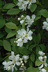 Northern Pearls Korean Pearlbush (Exochorda serratifolia 'Northern Pearls') at Lakeshore Garden Centres