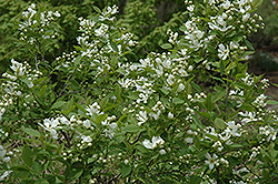 Northern Pearls Korean Pearlbush (Exochorda serratifolia 'Northern Pearls') at Lakeshore Garden Centres