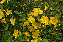 Japanese Kerria (Kerria japonica) at Lakeshore Garden Centres
