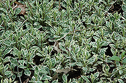 Shogun Kalimeris (Kalimeris yomena 'Shogun') at Lakeshore Garden Centres