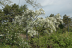 Blance Ames Flowering Crab (Malus 'Blanche Ames') at Lakeshore Garden Centres