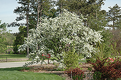 Professor Sprenger Flowering Crab (Malus 'Professor Sprenger') at Lakeshore Garden Centres